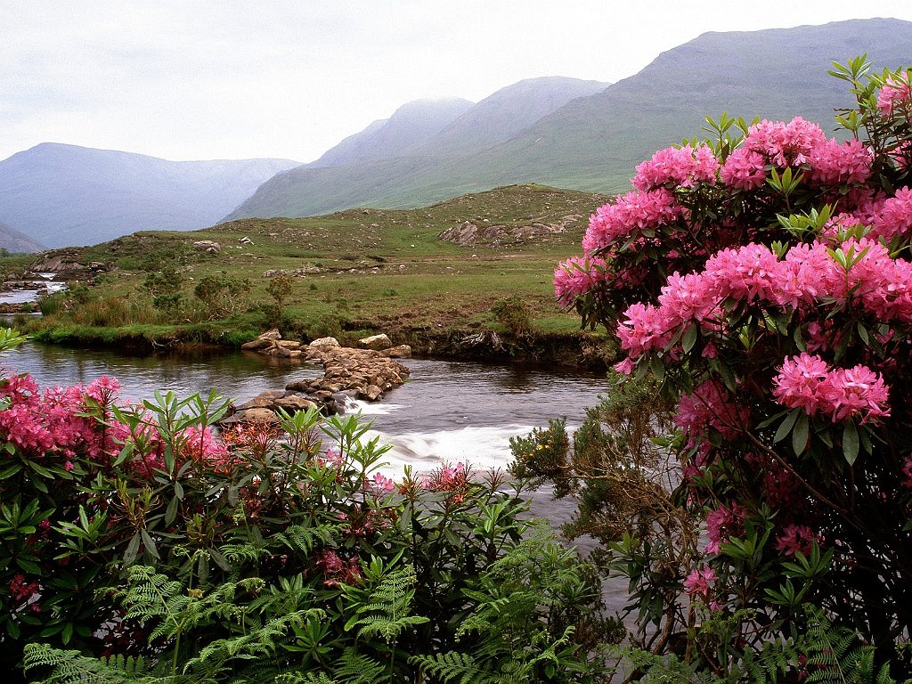 Rhododendrons Bloom Along the River Bundorragha, Ireland